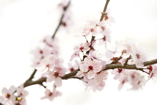 Flor de cereja em um ramo — Fotografia de Stock