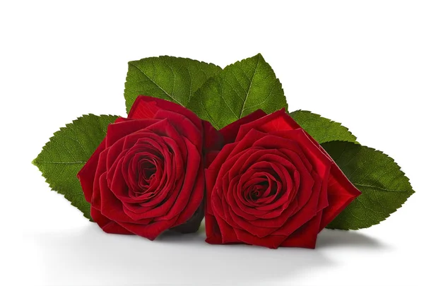 Due rose rosse con foglie verdi — Foto Stock