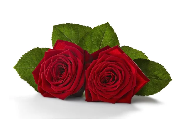 Две Розы Фото