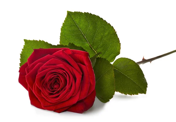 Красная роза со стеблем Стоковое Фото
