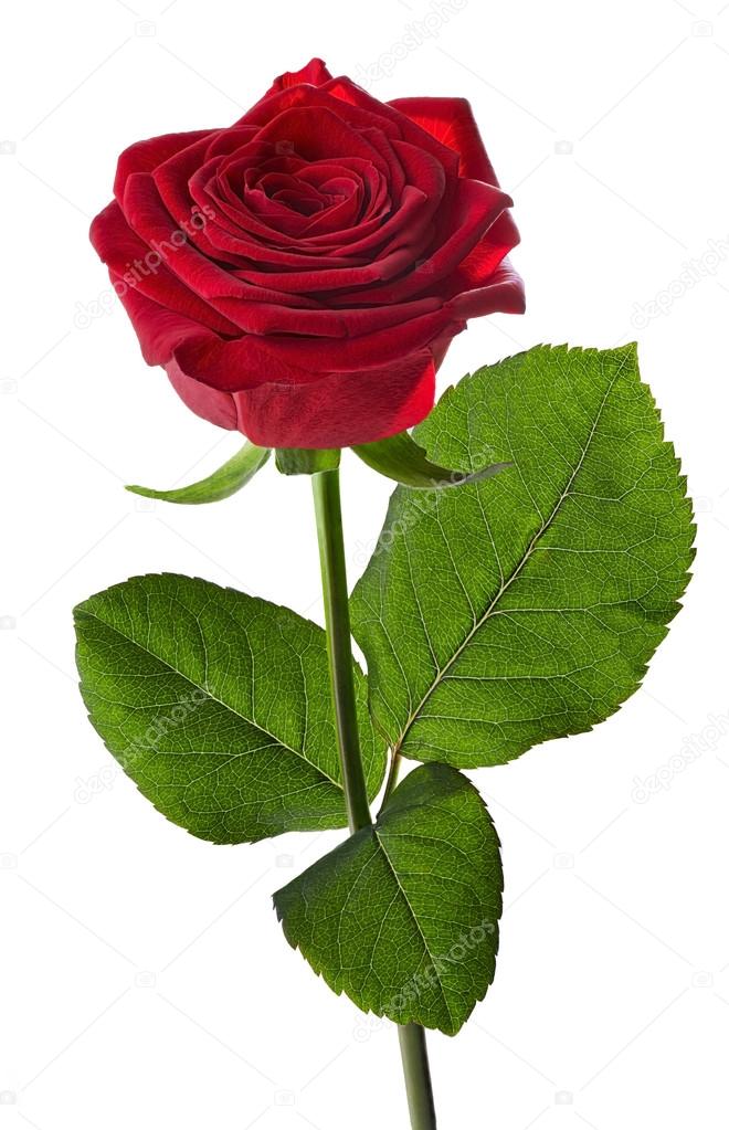 roses with stems roses with stems