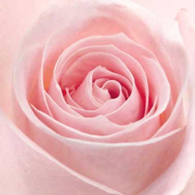 Pembe gül makro çekim