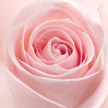 Картина, постер, плакат, фотообои "макроснимок розовой розы картины ромашки лаванда сакура", артикул 72962161