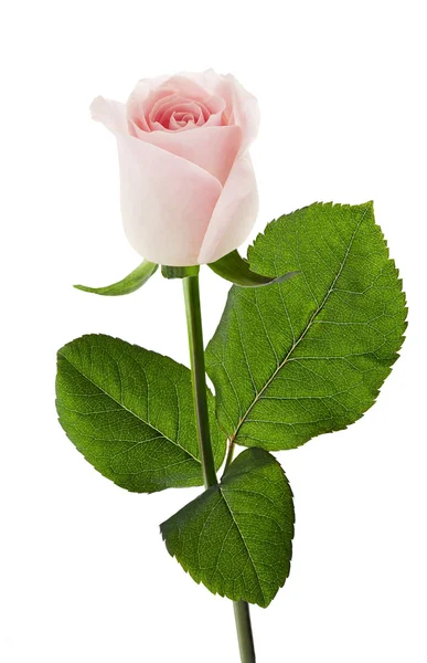 Rosa con fondo blanco — Foto de Stock