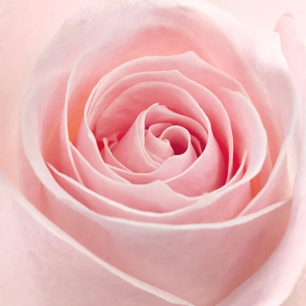 Макроснимок розовой розы Стоковая Картинка