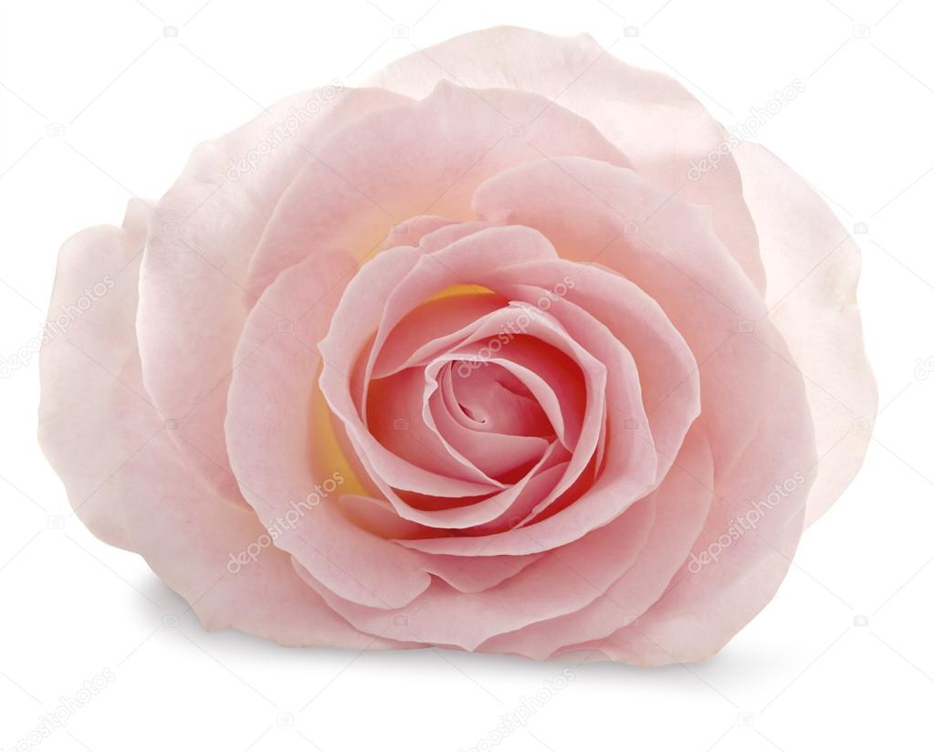 Pink rose on a white background with a soft shadow