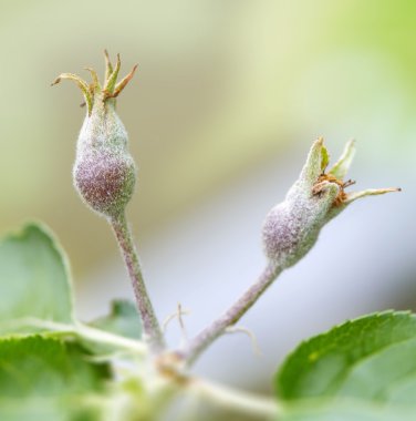 Parlak güneş ışığı ile bir elma ağacı üzerinde büyüyen iki appleflower tomurcuk