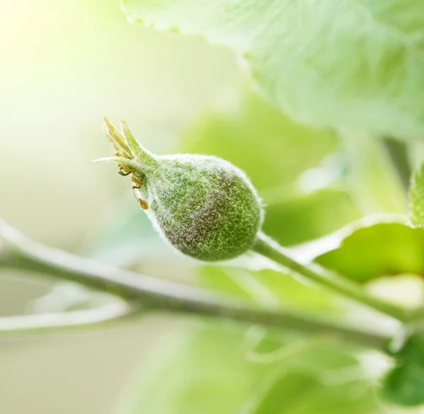 Bloem bud groeien op een appelboom met fel zonlicht — Stockfoto