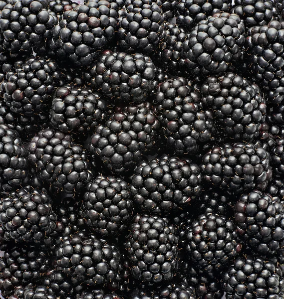 Brombeeren im Atelier fotografiert Stockbild