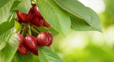 tasty red cherries on a tree clipart