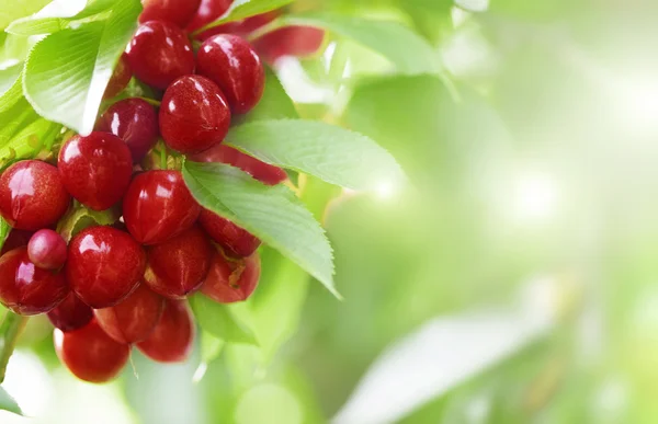 Cherries on a tree ready to harvest — Stock Photo, Image