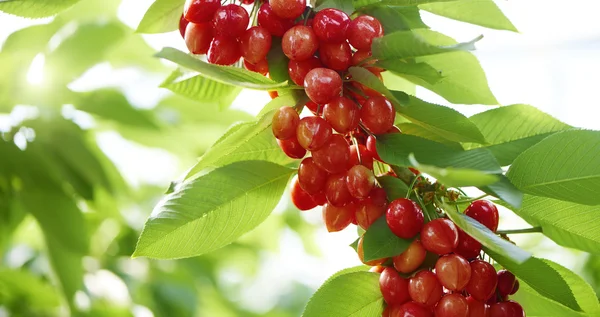 bir grup içinde büyüyen kiraz