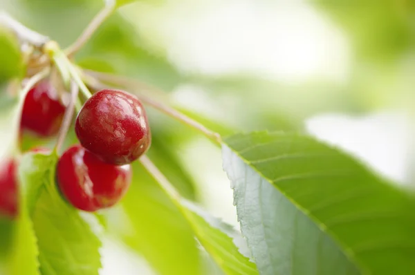 Körsbär två grownin på ett körsbärsträd — Stockfoto