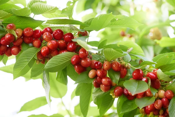 Banyak buah ceri di pohon — Stok Foto