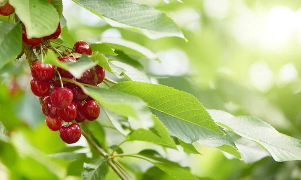 parlak güneş ışığı ile bir ağaçta kiraz