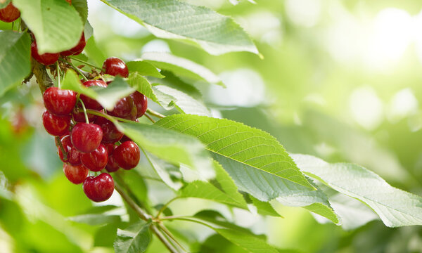 вишни на дереве с ярким солнечным светом
