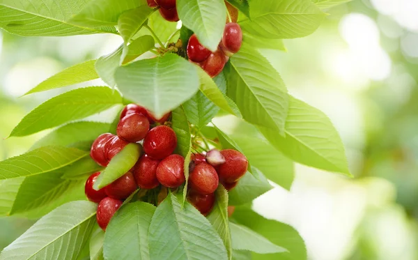 Cerejas frescas e saborosas em uma árvore — Fotografia de Stock
