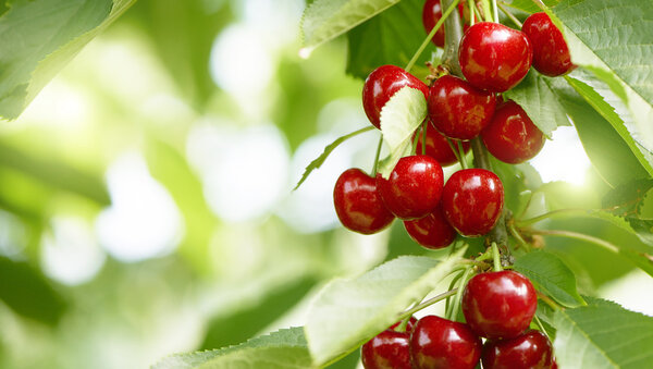 fresh and healthy cherries on a tree