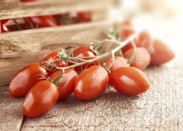 Mini san marzano tomatoes on the vine — Stock Photo, Image