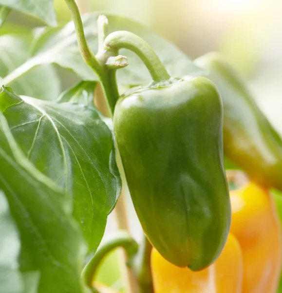 Pimenta verde fresca crescendo em uma planta — Fotografia de Stock