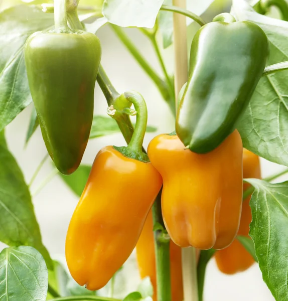 Küme üzerinde bir bitki yetiştirme turuncu biber