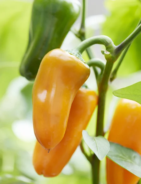 Üç taze turuncu biber bir tesisi