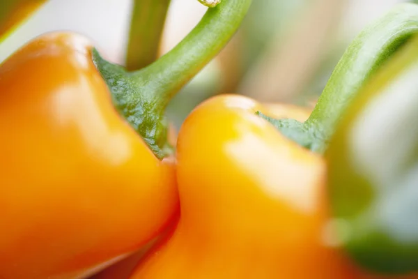 Nahaufnahme einer orangefarbenen Paprika an einer Pflanze — Stockfoto