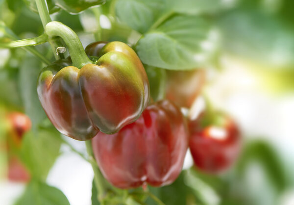 Cluster of red sweet bell peppers on a plant