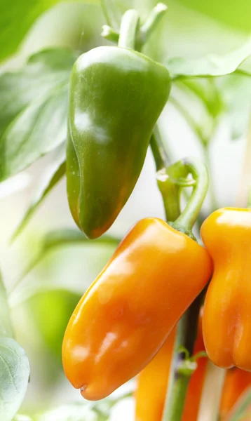 Både gröna och orange paprika växer på en anläggning — Stockfoto