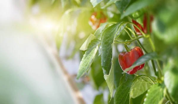 Red bell peppers growing on a plant — Stock Photo, Image
