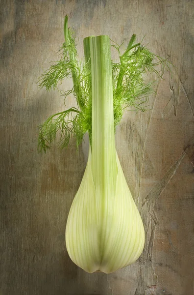 Whole fresh raw fennel in a side view — Stock Photo, Image