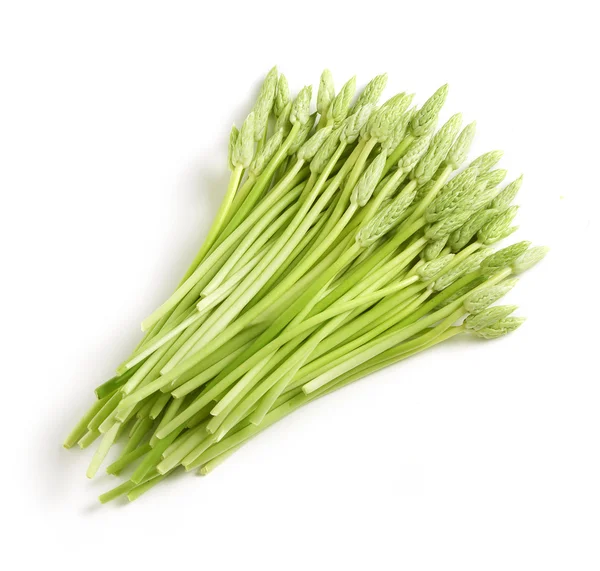 Branco di lance asparagi su sfondo bianco — Foto Stock