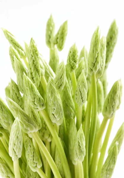 Lance di asparagi freschi su sfondo bianco — Foto Stock
