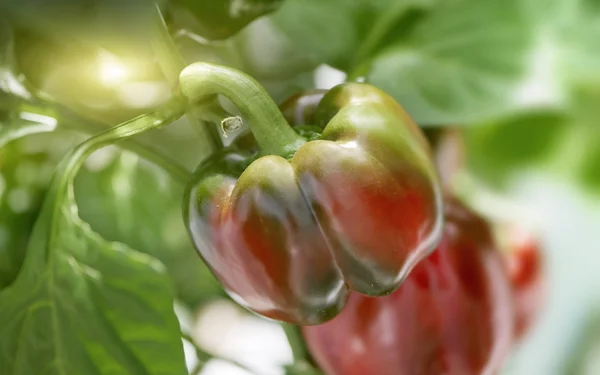 Close Up of Ripening Paprika Pepper on Plant — Stock Photo, Image