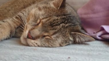 Evcil kedi mavi bir battaniyenin üzerinde uyur. Evde evcil hayvanlar dinleniyor. Hayvan dinlenirken gözlerini açar ve uyanır..