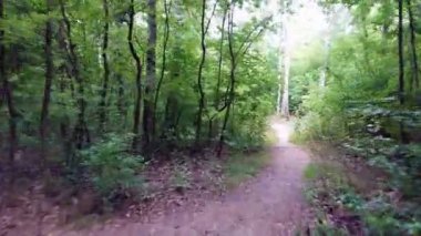 Orman yolunda bisiklete binmek. Ağaçların arasındaki yol. Steadicam yeşil ağaçtan ateş etti. Sabitlenmiş kamera görüntüsü.