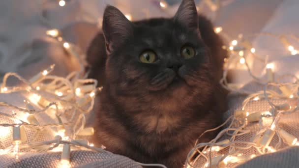 Шотландська Пряма Чорна Кішка Різдвяним Садом — стокове відео