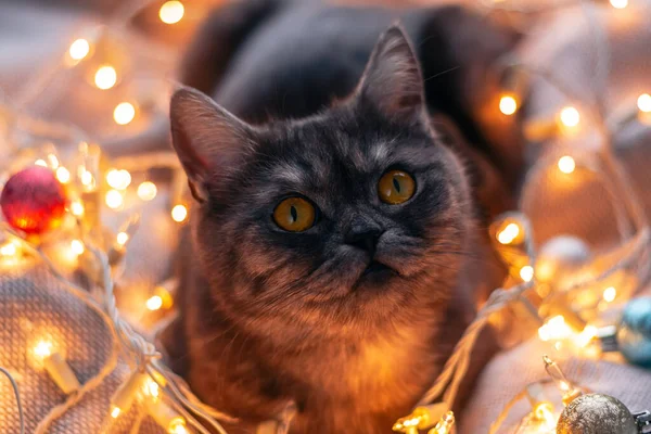 Szkocki Tak Czarny Kot Boże Narodzenie Girlanda — Zdjęcie stockowe