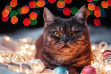 İskoç heteroseksüel siyah kedi, arka planında parlak renkli bir çelenk var..