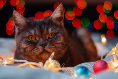 Çok renkli ışıkların arka planında Noel çelengi olan siyah evcil kedi..