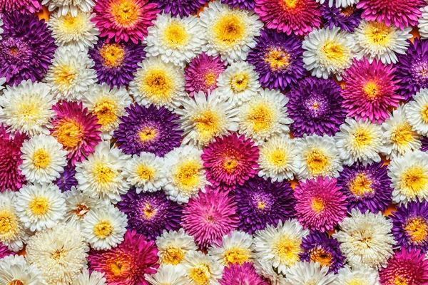 Fondo Flores Asters Colores Blanco Púrpura Rosa Vista Superior Plano — Foto de Stock