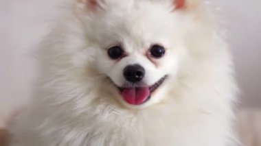 Evdeki kanepede dinlenip kameraya bakan küçük beyaz bir Pomeranya tükürüğünün yakın çekimi..