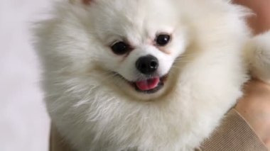 Küçük beyaz bir Pomeranya tükürüğü kollarında tutuluyor. Köpek kameraya bakar..