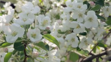 Bir elma ağacının filizlenen dallarına yakın çekim. Rüzgarda sallanan güzel beyaz çiçekler.