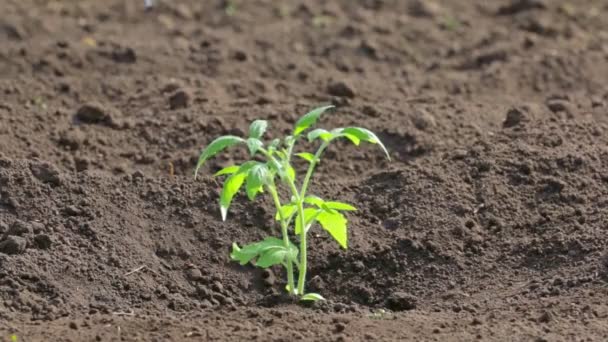 Close Regar Uma Planta Tomate Jovem Solo — Vídeo de Stock