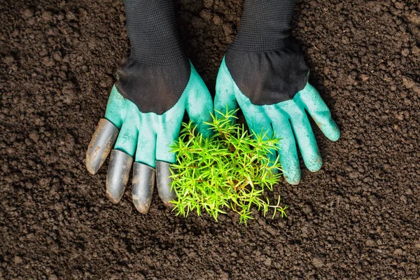 Top view of hands in gloves with seedlings of portulaca flowers in the soil. Spring work in the garden.