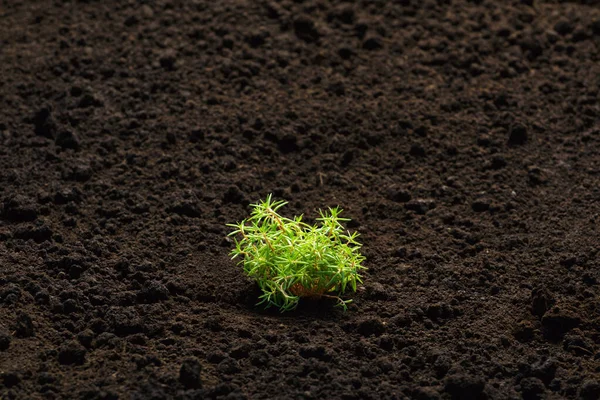 Mudas Brotos Plantas Solo Crescendo Chão Campo Aberto Portulaca Multicolor — Fotografia de Stock