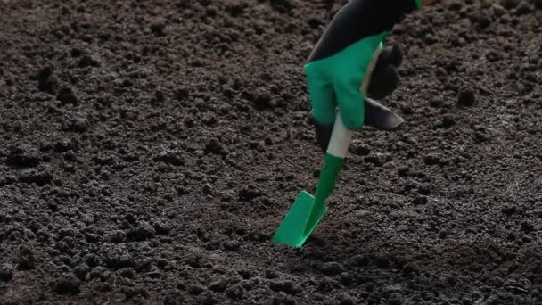 雌性手戴手套 泥土里有草莓幼苗 在地上种植一棵新的植物 侧视图 — 图库视频影像