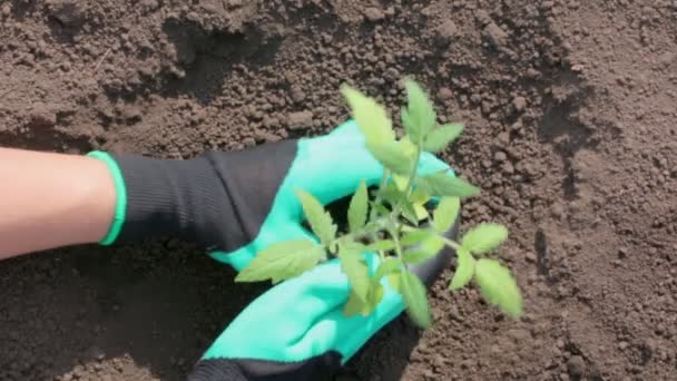 Close Mãos Femininas Plantar Tomate Solo Vista Superior — Vídeo de Stock