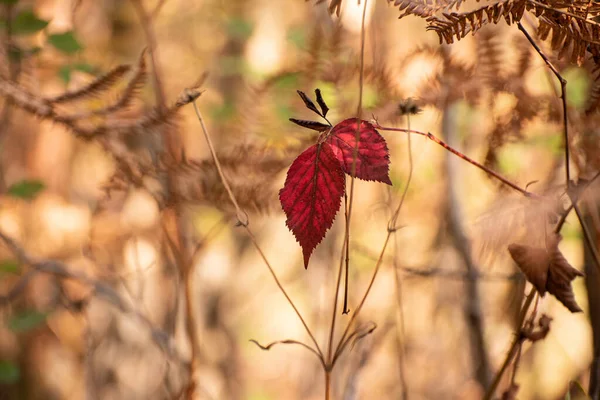 Самотнє Червоне Осіннє Листя Гілці — стокове фото